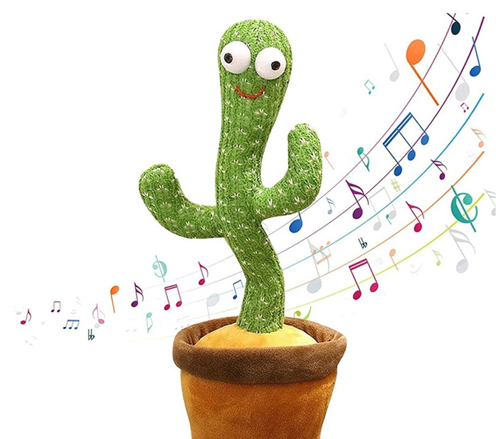 CACTUS BAILARIN CLASICO
